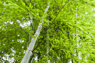 竹林,笋,风水,公园,水平画幅,无人,户外,树林,植物,热带气候