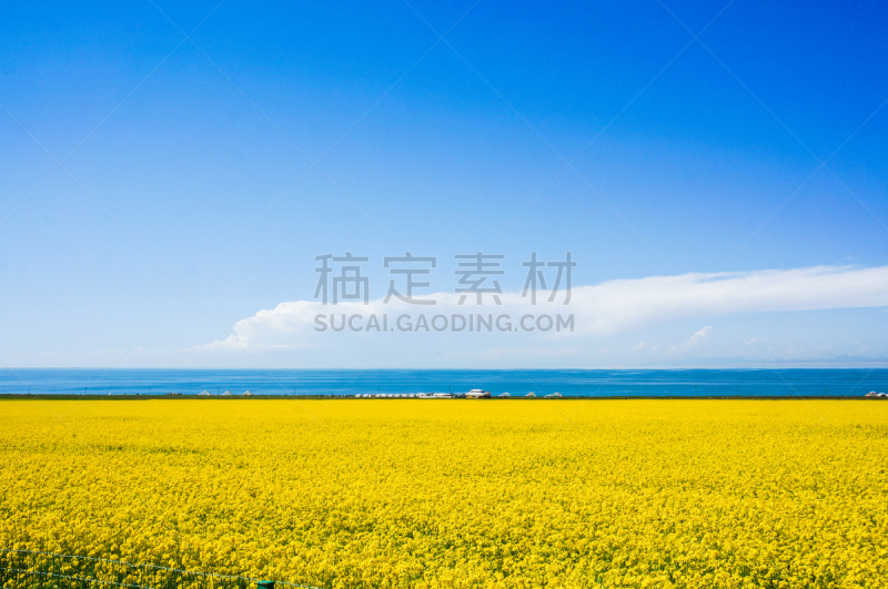 青海湖,风景,俄亥俄河,青海省,油菜花,水,天空,留白,水平画幅,无人