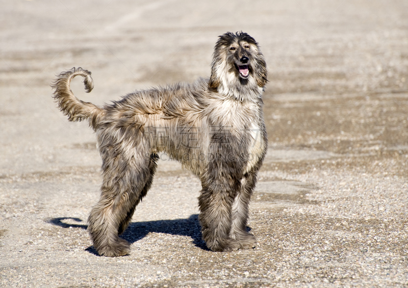 阿富汗猎犬,留白,幸福,纯种犬,水平画幅,张着嘴,雄性动物,太阳,长发,摄影