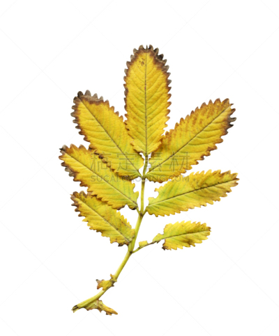 叶子,分离着色,健康保健,清新,药,环境,春天,蔷薇科,植物,天花菜