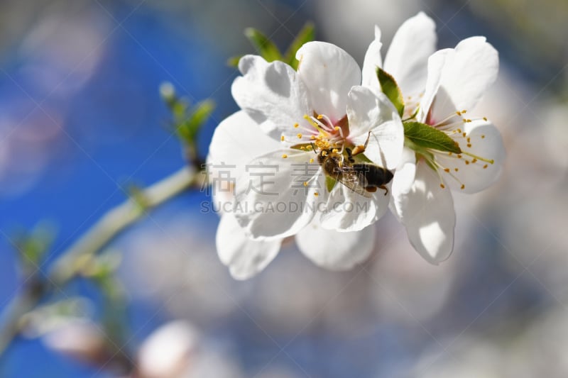 蜜蜂,背景,自然,春天,花朵,蜜蜂服,麦卢卡树,工蜂,树,花