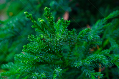绿色,园林,西班牙,植物群,拥挤的,特内里费岛,水,兰花,枝繁叶茂,夏天