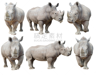 白犀牛,犀牛,狩猎动物,动物,野生动物,灰色,水平画幅,无人,巨大的,非洲