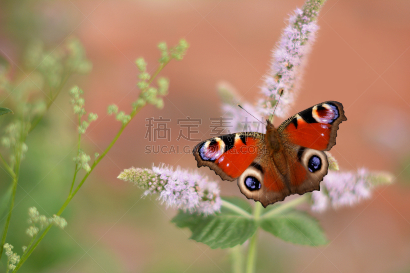 粉色,多色的,孔雀铗蝶,非凡的,美,水平画幅,夏天,户外,生物学,特写