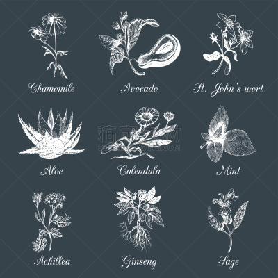 植物学,草药,草本,绘画插图,矢量,香料,植物群,动物手,标签,绘制
