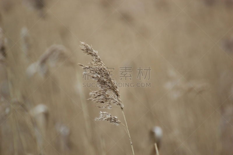 芦苇,格赖夫斯瓦尔德,普通芦苇,圆锥花序植物,水,褐色,风,水平画幅,尖的,无人