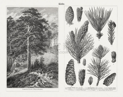 Pine, wood engravings, published in 1897