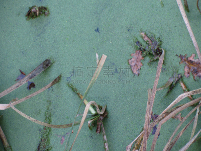 沼泽,绿藻,水彩画颜料,水平画幅,枝繁叶茂,无人,户外,湖,草,植物