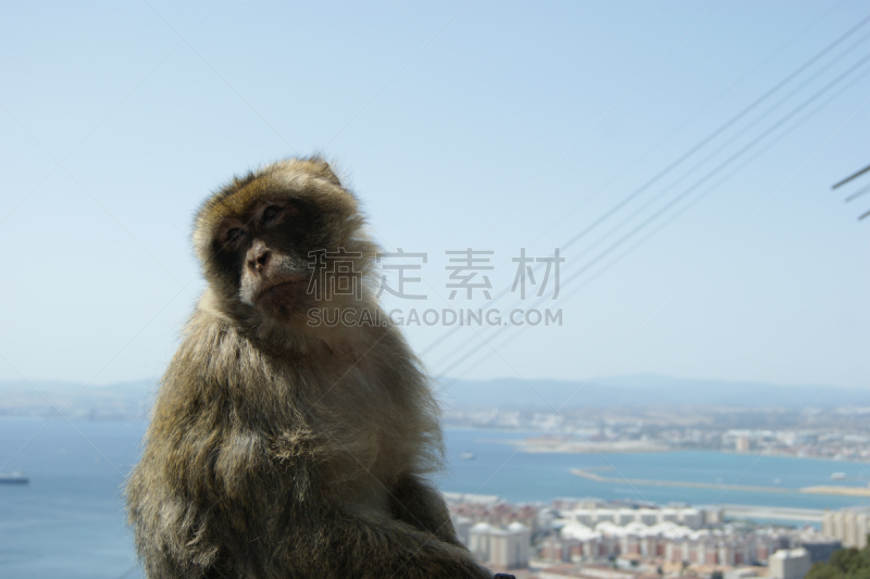 地中海猕猴,直布罗陀,水平画幅,猿,猴子,肖像,摄影