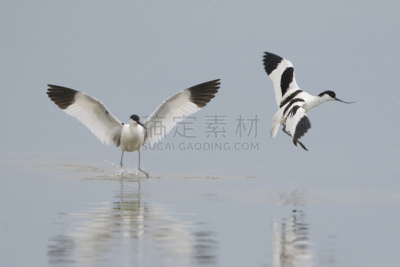 反嘴鹬,黑白图片,防水长靴,福力沃兰,图像,荷兰,水平画幅,东法尔德斯普拉森,鸟类,摄影