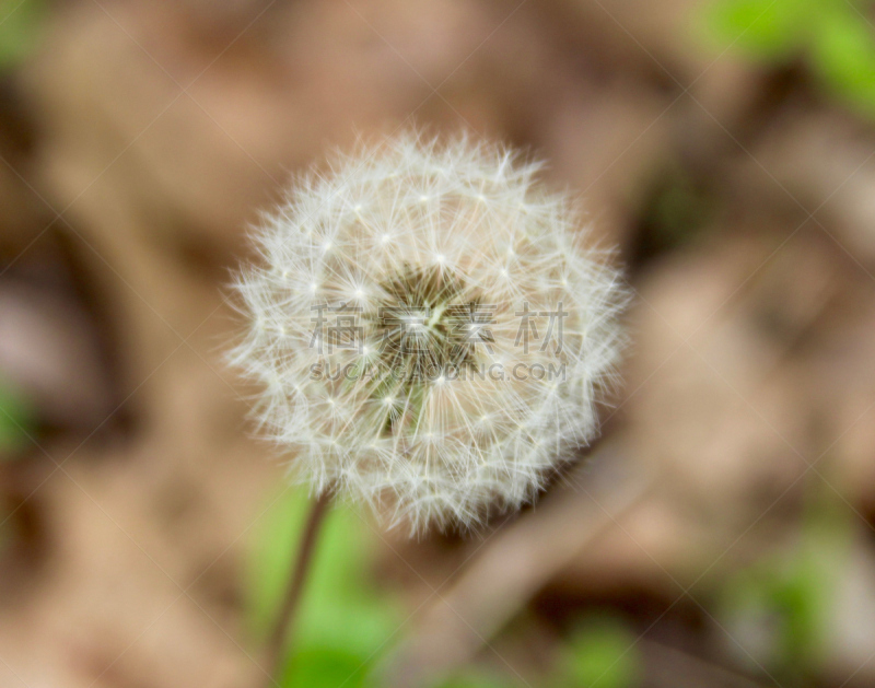 球体,自然,美国,水平画幅,蒲公英种子,无人,户外,干的,野生植物,草