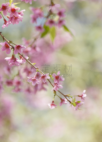背景,风景,纹理效果,自然美,早期力士曼樱桃,开粉花的山茱萸,欧洲酸樱桃,箭木,垂直画幅,兰花
