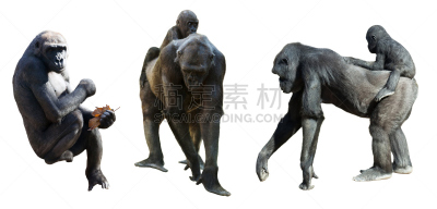 大猩猩,分离着色,白色,舞台,小群动物,猴子,背景分离,野生动物,灵长目,猿
