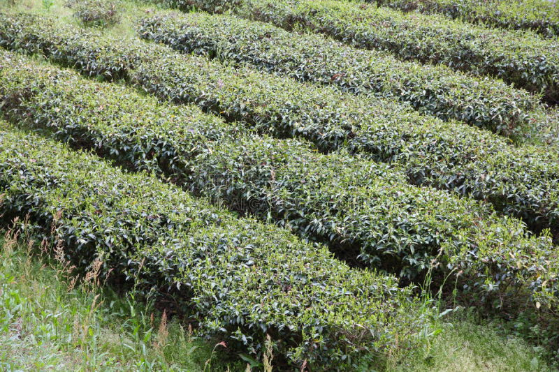 茶树,日本,自然,菜园,中山路,非都市风光,水平画幅,绿色,小的,无人