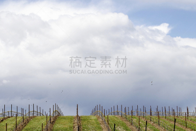 葡萄园,葡萄酒厂,暴风雨,水平画幅,无人,户外,云景,彩色图片,葡萄酒酿造,摄影