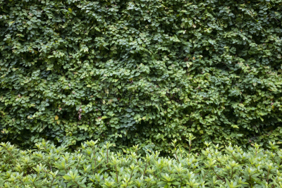 灌木,围墙,绿色,爬行无花果,自然,城镇,图像,攀缘植物,小的,叶子