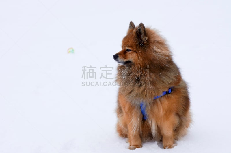 斯皮茨狗,雪,狗,小的,特写,纯种犬,白色,凯斯犬,博美犬,栗子色