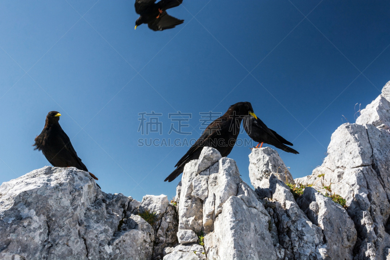 阿尔卑斯山红嘴山鸦,山鸦,乌鸦,自然,式样,野生动物,水平画幅,岩石,鸟类,户外