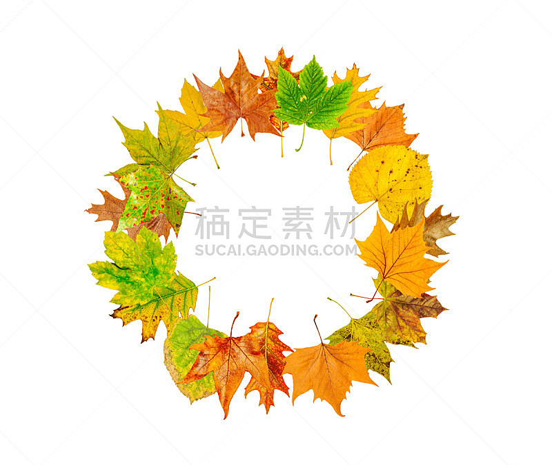 圆形,秋天,叶子,白色,分离着色,自然,褐色,式样,水平画幅,九月
