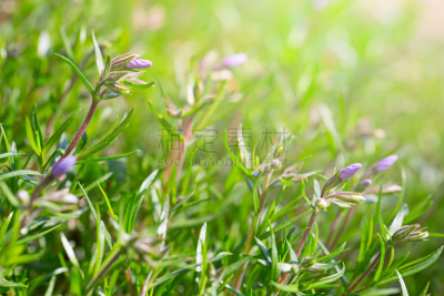 草夹竹桃属,小的,太阳,丁香花,最后,花蕾,上覆的,美,水平画幅,夏天