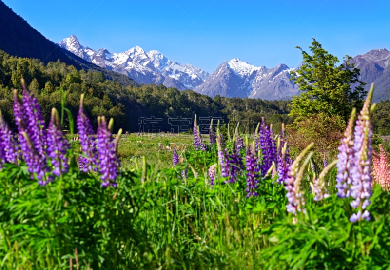 艾格灵屯河,新西兰,地形,山谷,路,米尔弗德,米佛峡湾,南地大区,羽扇豆,天空