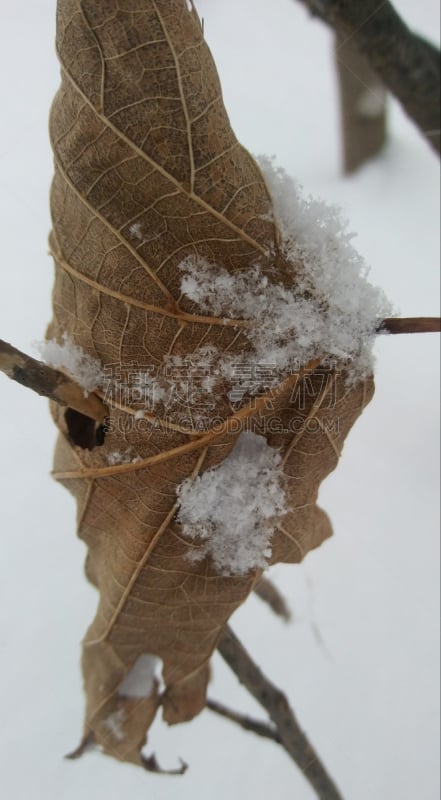 四季,垂直画幅,选择对焦,雪,无人,夏天,户外,特写,前景聚焦,冬天