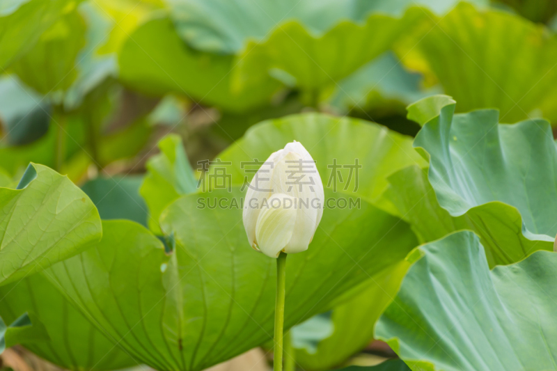 荷花,花蕾,鹤岗八幡宫,八幡宫,侘寂美,横滨,莲花坐式,八月,盘着腿坐,水