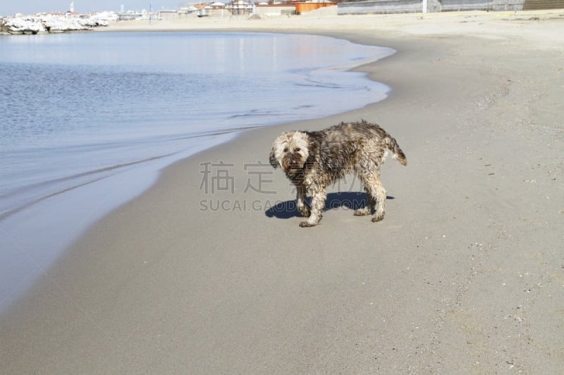 海滩,狗,休闲活动,水平画幅,户外,魟,海洋,哺乳纲,多毛的,2015年