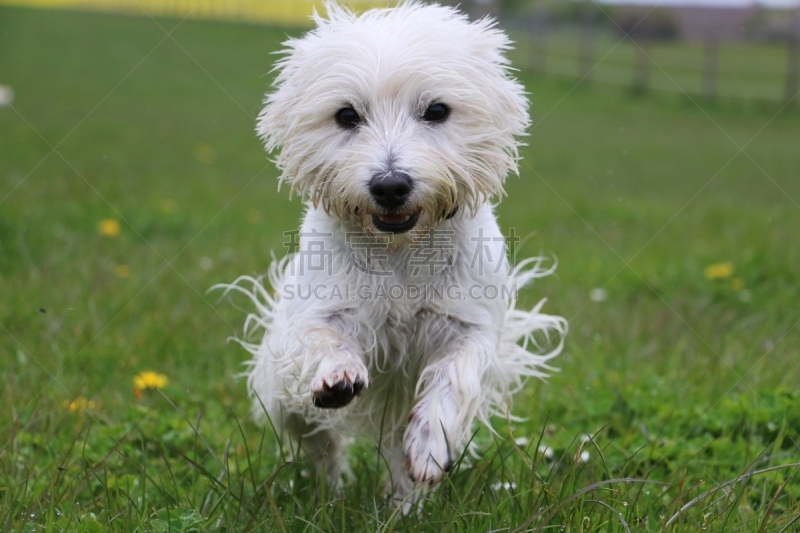 westhighland terrier läuft im garten