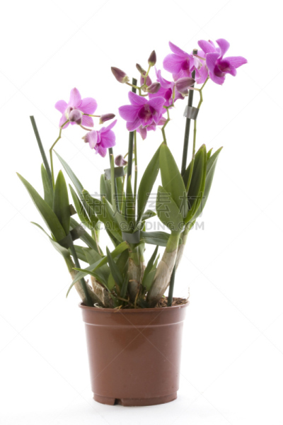 石斛,自然,垂直画幅,兰花,绿色,无人,白色背景,背景分离,仅一朵花,白色