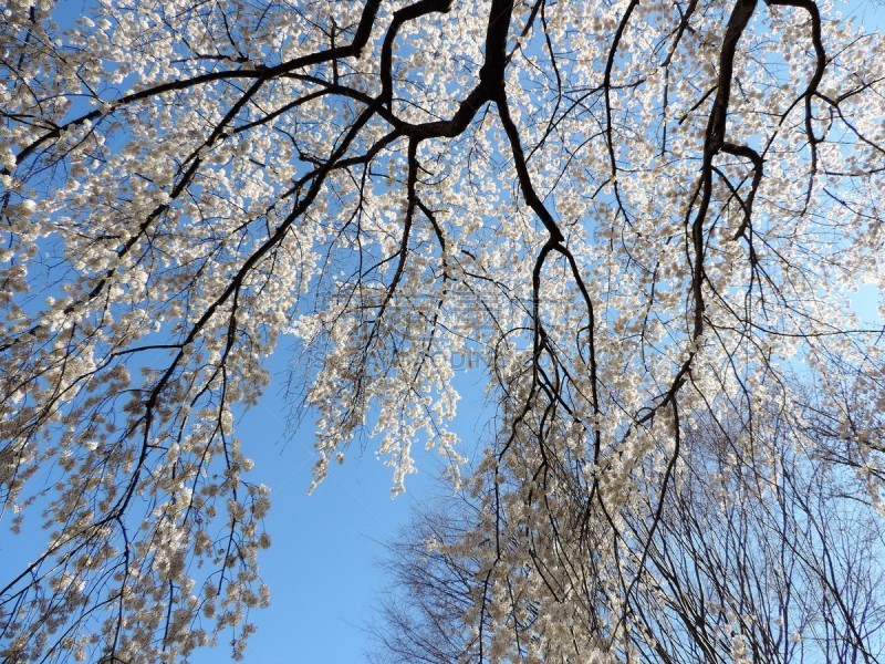 樱桃树,花朵,三只动物,运动,彩色背景,美术绘画,公园,想法,奥扎特公园,花见节