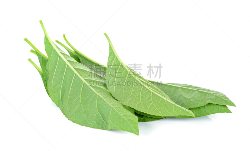草药,叶子,支气管树,哮喘,印度草医学,自然,水平画幅,健康保健,印度,药
