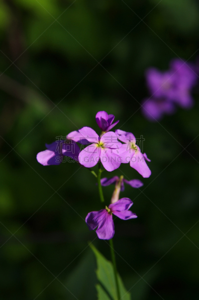 紫罗兰,自然,垂直画幅,无人,野生植物,特写,野花,花蕾,植物,紫色