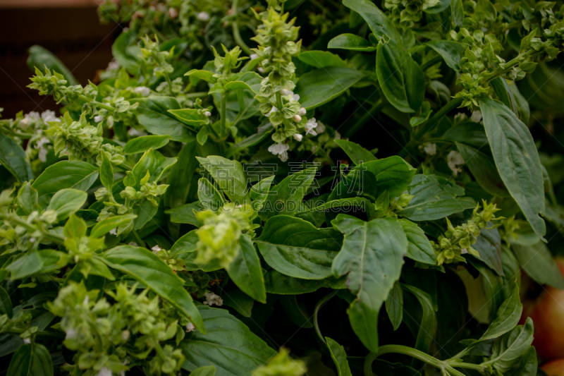 罗勒,盆栽植物,两个物体,农业,蔬菜,清新,簇叶从生的,食品,种子,熟的