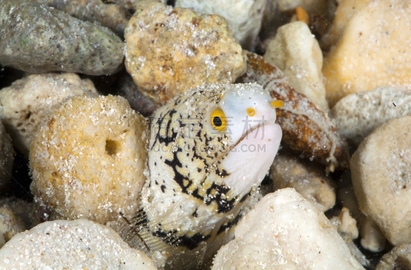 海鳗,雪片状海鳝,法国海外领土,黄色,塔西提岛,野生动物,图像,海洋,太平洋,法属玻利尼西亚