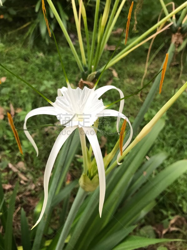 白色,gingerlily,自然,垂直画幅,无人,户外,印度,植物,彩色图片,亚洲