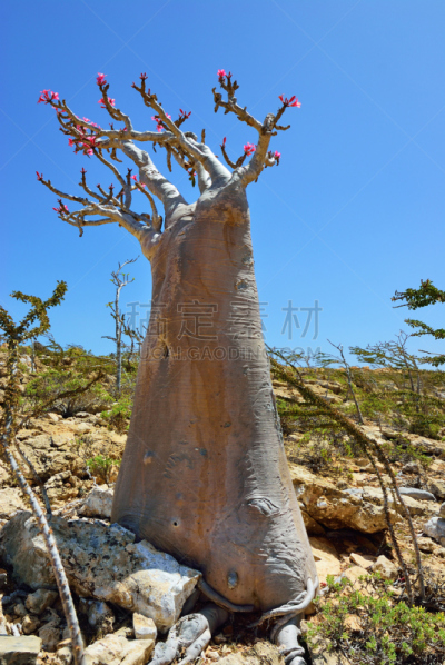 索科特拉岛,也门,岛,猴面包树,沙漠玫瑰,一棵树,垂直画幅,天空,美,山