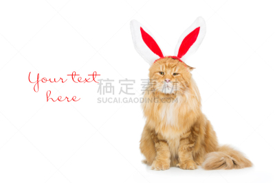 巨大的,在边上,动物头,姜黄色的猫,兔耳朵,缅因库恩猫,浣熊,宠物服装,留白