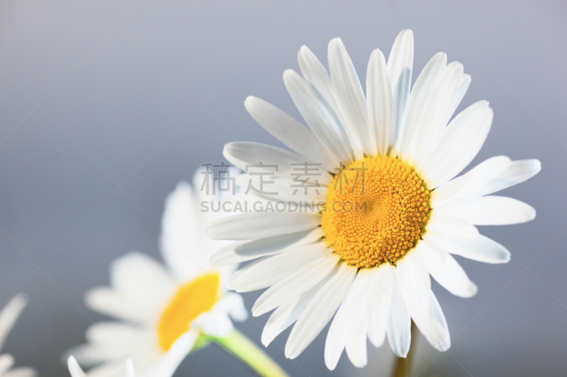 甘菊,美,水平画幅,无人,草坪,夏天,户外,草,特写