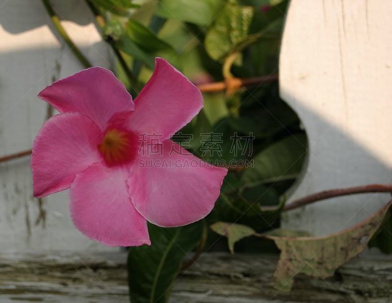 红蝉花,爱丽丝梦游仙境,自然,有蔓植物,水平画幅,无人,户外,特写,仅一朵花,脆弱