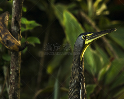 住房,头球,裸喉老虎鹭,tortuguero national park,丛林索道,托尔图格诺,里蒙省,哥斯达黎加,苍鹭,生态旅游