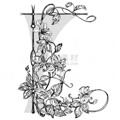 绘画插图,高雅,矢量,土产,黑白图片,仅一朵花,忍冬,箭木,华丽的,复古
