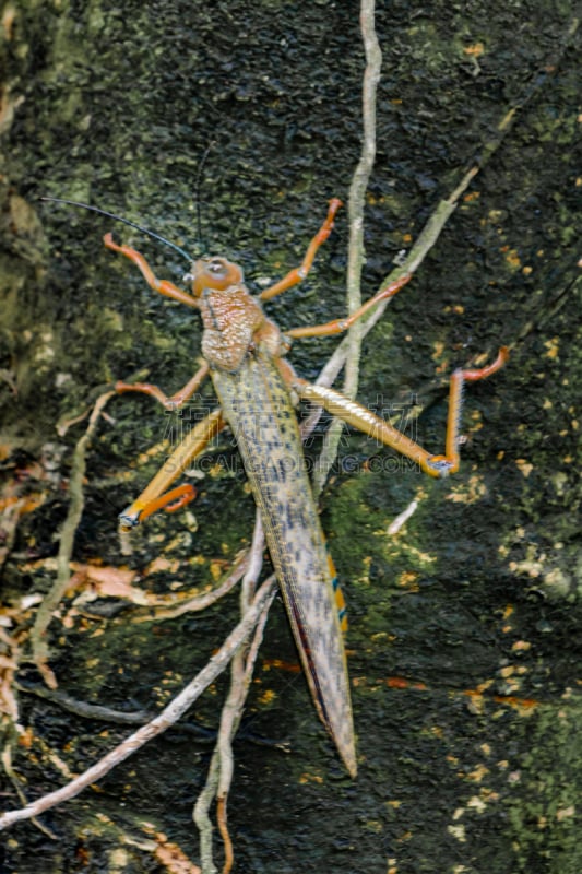 瓜亚基尔,蝗虫,厄瓜多尔,昆虫,植物园,剑角蝗科,自然,垂直画幅,褐色,野生动物