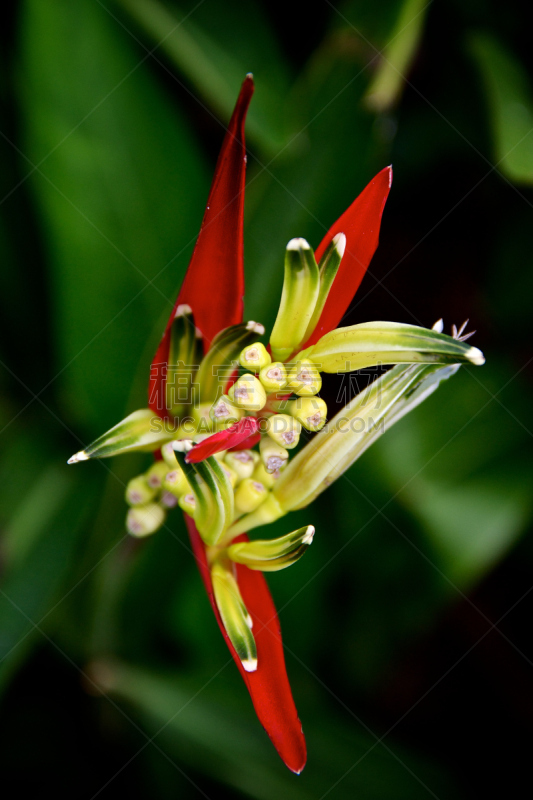 长尾鹦鹉,红色,仅一朵花,自然,垂直画幅,太空,parrot's beak海里康属植物,新加坡,无人,生物学