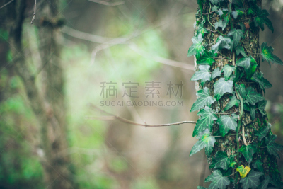 秋天,森林,水平画幅,仿旧磨损的效果,无人,户外,干的,特写,自然美,彩色图片