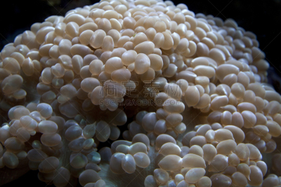 卵,底栖生物带,海葵,自然,水,水平画幅,无人,水下,海洋生命,海洋