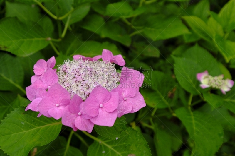 片山,八仙花属,京都府,日本,美,京都市,雨,水平画幅,无人,夏天