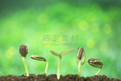 自然,水平画幅,绿色,秧苗,地形,无人,日本,呼吸气 ,植物,新生活
