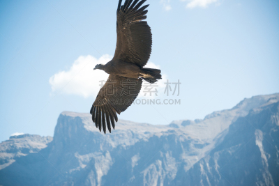 秘鲁,安第斯秃鹫,天空,风,秃鹰,水平画幅,玻利维亚安迪斯山脉,鸟类,巨大的,动物身体部位