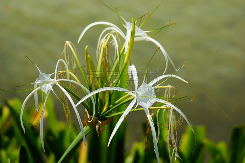 蜘蛛百合,水鬼蕉,海滩,华丽的,九头蛇沙参,热带气候,仅一朵花,枝繁叶茂,花鳞茎,涂料